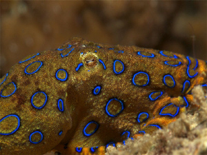 Blue ring octopus, beautiful little creature.. by Sven Tramaux 